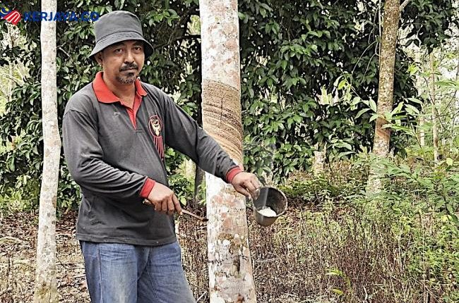 RISDA Beri RM300 Bantuan Khas Pada Pekebun Kecil. Mohon Sekarang 5