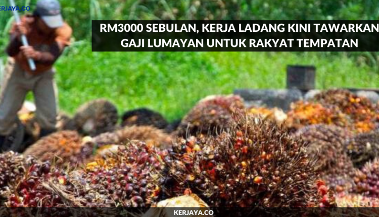 RM3000 Sebulan, Kerja Ladang Kini Tawarkan Gaji Lumayan 