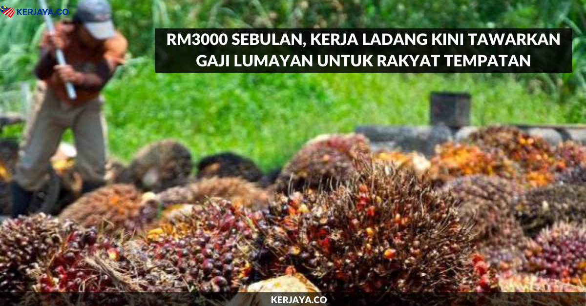 RM3000 Sebulan, Kerja Ladang Kini Tawarkan Gaji Lumayan Untuk Rakyat Tempatan