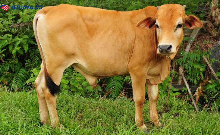 SOP Ibadah Korban Mengikut Jabatan Agama Islam Negeri Masing-Masing