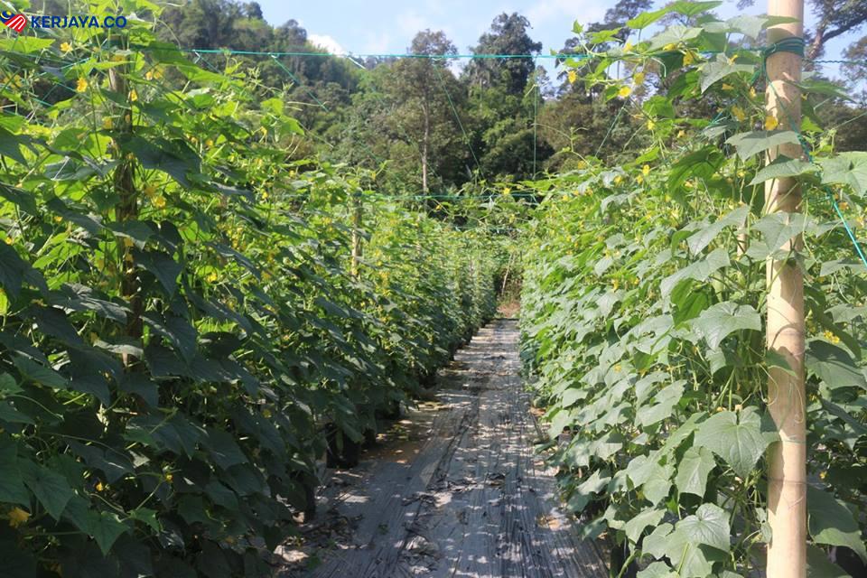 Usahawan Pertanian B40, Mohon Pembiayaan Mikro Hingga RM30,000 Untuk Kembangkan Perniagaan