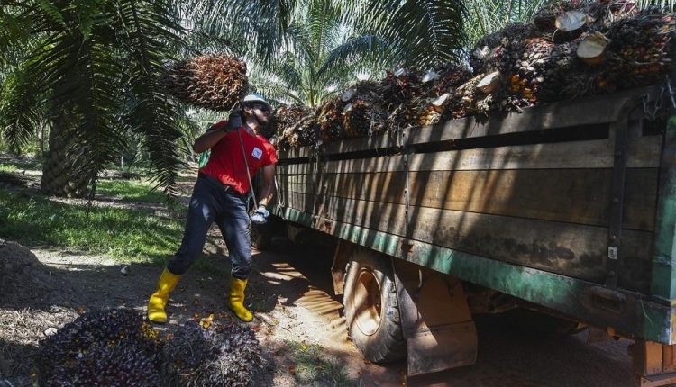 RM3000 Sebulan, Kerja Ladang Kini Tawarkan Gaji Lumayan Untuk Rakyat Tempatan