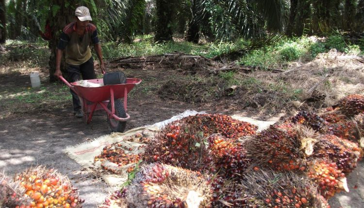 RM3000 Sebulan, Kerja Ladang Kini Tawarkan Gaji Lumayan Untuk Rakyat Tempatan