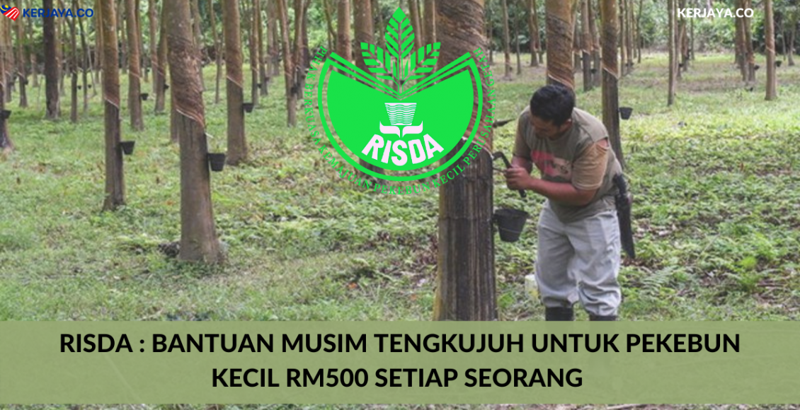 RISDA _ Bantuan Musim Tengkujuh Untuk Pekebun Kecil RM500 Setiap Seorang